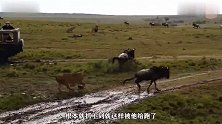 一群野牛过河，狮群早已等待多时，过得慢的牛就要被吃掉