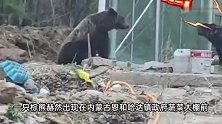 内蒙古一地上演现实版熊出没！多次光顾镇政府：淘气狂翻垃圾桶