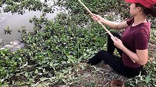 钓鱼：农家小妹今天在水草缝隙里野钓，拉5竿钓4种鱼