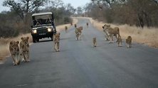 庞大的狮群行走在公路上，狮王走在队伍最后方负责压阵