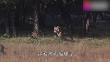 老虎出门觅食，当一只疣猪从自己面前跑过时，老虎“懵”了