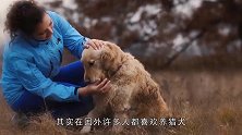 一群猎犬围着大树狂吠，主人好奇朝树上一看，差点乐坏了！