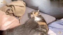 自从小奶猫长大后，猫妈妈态度就变得冷淡，还爱揍自己的孩子！