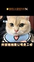 小姐姐劝你对钝钝礼貌一点哟，这可是一只受boss特别照顾的小猫！萌宠 猫 猫主子的日常 办公室养猫