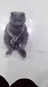 猫：烦不烦呀，天天唠唠叨叨的，不想听你说话！