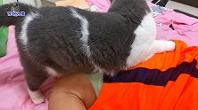 小主人刚躺在床上，胖猫就凑过来黏糊，这是我见过的最会黏人的猫