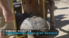凭一己之力拯救物种 百岁雄象龟繁育800个后代即将“退休”