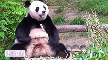 貌美如花的熊猫华妮手握竹笋，一口一口吃得好香，太萌了