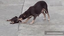 流浪狗妈妈愁眉苦脸，自己的孩子不动了