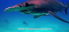 男子海里采海草，突然遇到鲨鱼侵袭，镜头记录全过程