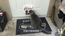 狗子卡在门洞，进不来出不去，猫咪：还跟我嘚瑟不了