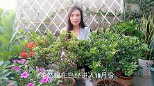十月份米兰还在开花，做好几点养护，赏花久，好越冬