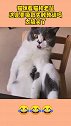 猫咪看猫和老鼠，这是要吸取失败教训吗？太搞笑了