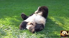 熊猫宝宝仰面朝天躺在草地上，放飞自我的躺姿让人哭笑不得