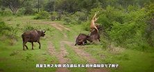 狮子锁住牛羚的脖子，牛羚想要逃生，用洪荒之力将狮子顶起来了