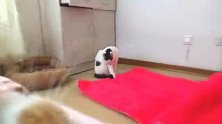猫奴喜洋洋：逗逼家庭欢乐多，谁说猫多净烦恼？俊秀：你太不要脸