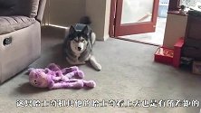 主人对哈士奇说：我爱你，哈士奇竟这样回应，这狗成精了