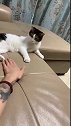 猫你再按我的猫爪，信不信我挠你！
