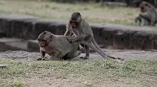 猴子打架真带劲，死死咬住对方，看着都觉得疼