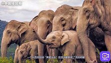 云南北迁象群成明星？看过中国的野生动物，外媒终于点赞了！