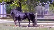 世界上最帅的马配种费35万一次，不一样的头发让人眼前一亮