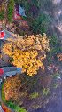 1600年古树，历尽沧桑