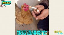 村里人养的奇葩动物，村长都快管不住！你们是要成精了吗
