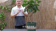 怎样做到让木槿花快速复花？这2件事不能少