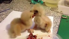 两只刚出生五天的小鹰，为了一口肉互啄对方，太不友好了