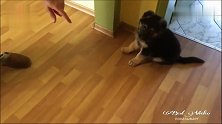 又学一招！主人训练两个月德牧犬的全过程