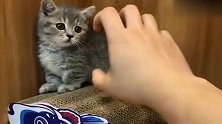 小奶猫被主人的“魔爪”逼到角落，最后求饶的动作太萌了