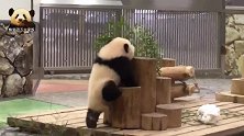 熊猫宝宝爬到木桩上去卖萌，结果不小心摔下来，这下尴尬了