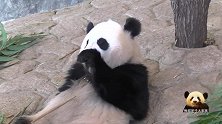 大脸熊猫宝宝得意洋洋地吃播，认真卖萌的样子可爱到炸