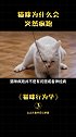 猫咪为什么会疯跑 猫咪行为学