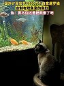 国外铲屎官发现猫咪爱看鱼，花2500美元为猫咪定制观景鱼缸