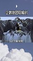 企鹅在抱团取暖时 外层的企鹅会被冻s吗dou出新知 涨知识 奇闻奇事