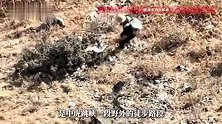 大年初五8岁男孩虎跳峡坠崖，躺在遍布乱石的山崖底部，被大人紧紧抱着一动不动，当地回应