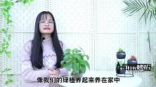 无论什么家庭，绿萝别养这4个地方，不是迷信，家里有赶紧挪走