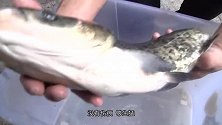 美食记：西江三鲜焖大头鱼