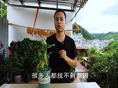夏天富贵竹黄叶干尖，只有2个原因，别瞎治