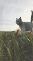 猫：从今以后，我再也不谈恋爱了！