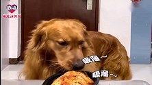 主人出门让两只金毛看好烧鸡，下一秒你们忍住别笑