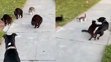 猫狗大战！狗子遛弯误入流浪猫领地 黑猫腾空飞扑吓退“敌人”