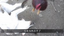 公鸡和大鹅打架，不服就是干，终于知道谁才是三霸之首！