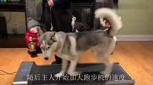 二哈究竟能跑多快？老外放跑步机上亲测，不料结果意外了