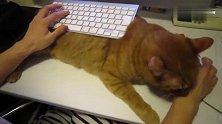橘猫给主人当键盘垫，只为让主人多陪陪自己