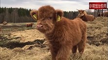 一头苏格兰高地牛宝宝，是不是所有毛茸茸的动物都很可爱啊