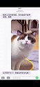 谁会收留一只没礼貌的小猫咪呢懂礼貌的猫咪有多可爱 2021新春日记