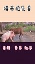 家猪秒杀野猪王，太不可思议了，全过程都在镜头下记录着