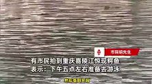 重庆嘉陵江惊现鳄鱼？市民被吓坏：当时准备去游泳，误以为是鸭子